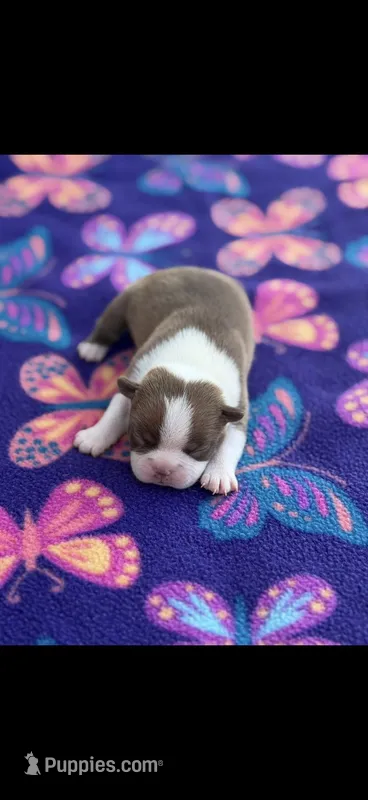 Lucy-AKC – Boston Terrier puppy for sale in Konawa, OK