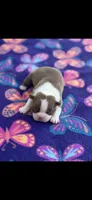 Lucy-AKC, a female Boston Terrier for sale in Konawa, OK – Photo 1 of 7