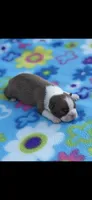 Lucy-AKC, a female Boston Terrier for sale in Konawa, OK – Photo 3 of 7
