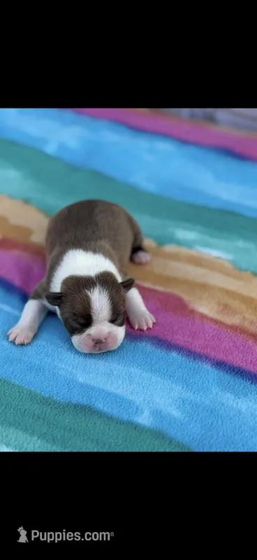 Lucy-AKC – Boston Terrier puppy on hold in Konawa, OK