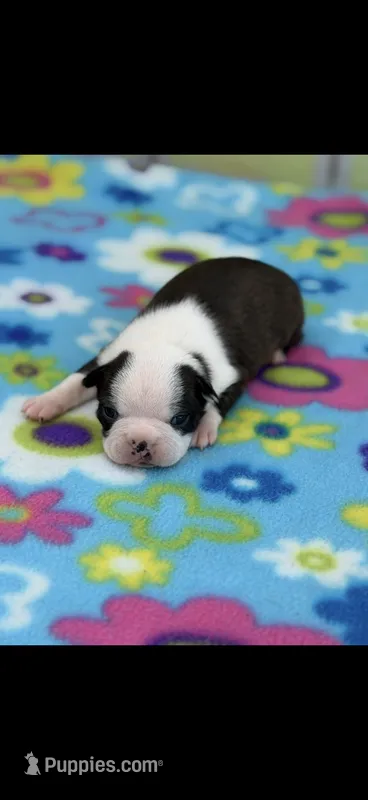 Dolly-AKC – Boston Terrier puppy for sale in Konawa, OK