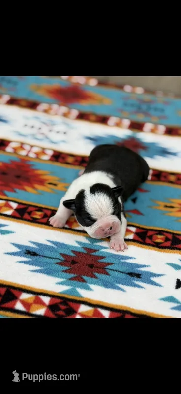 Charlie-AKC – Boston Terrier puppy for sale in Konawa, OK