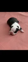 Dolly-AKC, a female Boston Terrier for sale in Konawa, OK – 7 of 9
