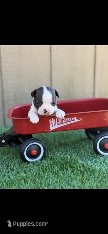 Koda-AKC – Boston Terrier puppy for sale in Konawa, OK