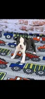 Koda-AKC, a male Boston Terrier for sale in Konawa, OK – Photo 7 of 9
