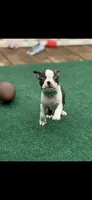 Koda-AKC, a male Boston Terrier for sale in Konawa, OK – Photo 5 of 10