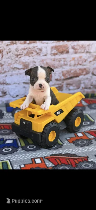 Koda-AKC – Boston Terrier puppy for sale in Konawa, OK