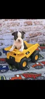 Koda-AKC, a male Boston Terrier for sale in Konawa, OK – Photo 3 of 9