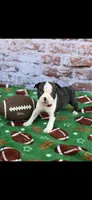 Koda-AKC, a male Boston Terrier for sale in Konawa, OK – Photo 2 of 9