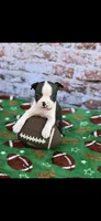 Koda-AKC, a male Boston Terrier for sale in Konawa, OK – Photo 5 of 9