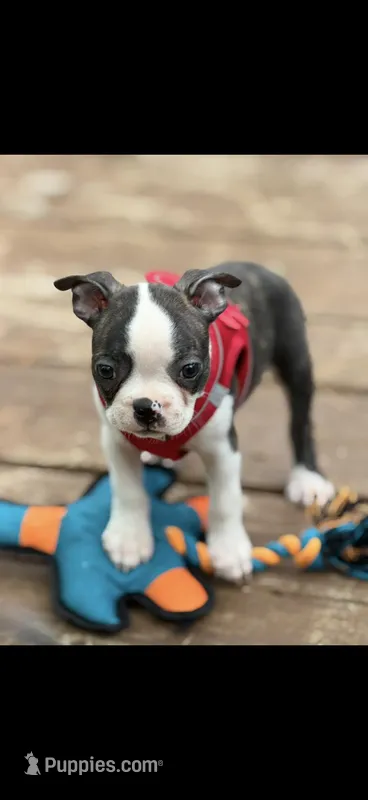 Koda-AKC – Boston Terrier puppy for sale in Konawa, OK