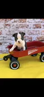 Koda-AKC, a male Boston Terrier for sale in Konawa, OK – Photo 6 of 9