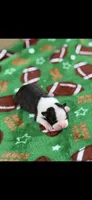 Koda-AKC, a male Boston Terrier for sale in Konawa, OK – Photo 2 of 6
