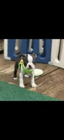 Koda-AKC, a male Boston Terrier for sale in Konawa, OK – Photo 4 of 10