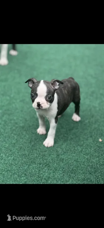 Koda-AKC – Boston Terrier puppy for sale in Konawa, OK