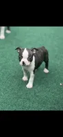 Koda-AKC, a male Boston Terrier for sale in Konawa, OK – Photo 1 of 10
