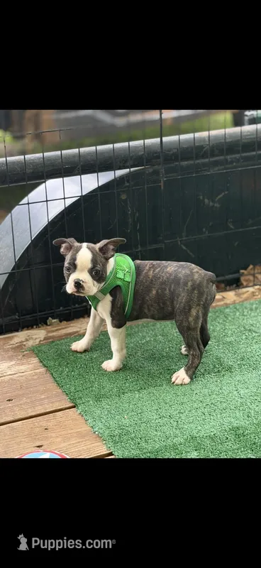 Koda-AKC – Boston Terrier puppy for sale in Konawa, OK