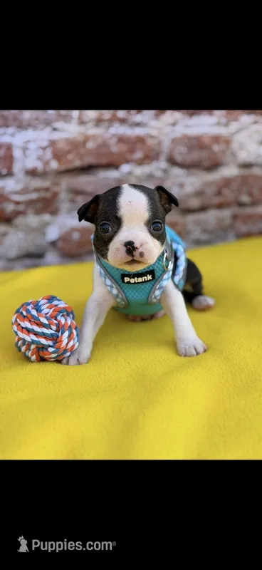 Koda-AKC – Boston Terrier puppy for sale in Konawa, OK