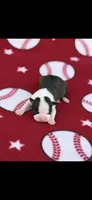 Koda-AKC, a male Boston Terrier for sale in Konawa, OK – Photo 1 of 6