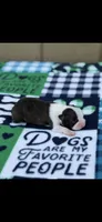 Koda-AKC, a male Boston Terrier for sale in Konawa, OK – Photo 6 of 6