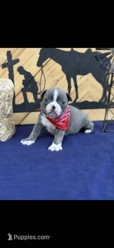 Lane-AKC – Boston Terrier puppy for sale in Konawa, OK