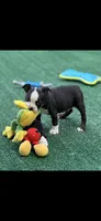 Wyatt-AKC, a male Boston Terrier for sale in Konawa, OK – 4 of 10