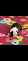 Dolly-AKC, a female Boston Terrier for sale in Konawa, OK – 3 of 9