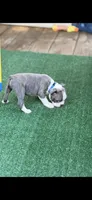 Denver-AKC, a male Boston Terrier for sale in Konawa, OK – 4 of 10