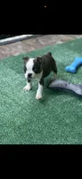 Tyson-AKC, a male Boston Terrier for sale in Konawa, OK – 5 of 9
