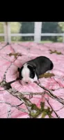Marley-AKC, a female Boston Terrier for sale in Konawa, OK – Photo 9 of 10