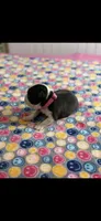 Marley-AKC, a female Boston Terrier for sale in Konawa, OK – Photo 6 of 10