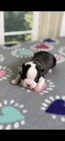 Marley-AKC, a female Boston Terrier for sale in Konawa, OK – Photo 8 of 10