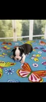 Marley-AKC, a female Boston Terrier for sale in Konawa, OK – Photo 3 of 10