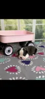 Marley-AKC, a female Boston Terrier for sale in Konawa, OK – Photo 1 of 10