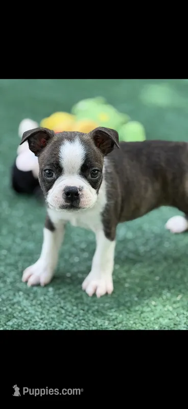 Jase-AKC – Boston Terrier puppy for sale in Konawa, OK