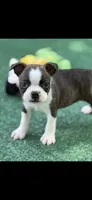 Jase-AKC, a male Boston Terrier for sale in Konawa, OK – 1 of 8