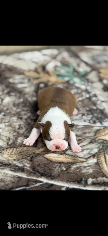 Coco-AKC – Boston Terrier puppy for sale in Konawa, OK