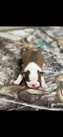 Coco-AKC, a male Boston Terrier for sale in Konawa, OK – 1 of 8