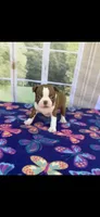 Annie-akc, a female Boston Terrier for sale in Konawa, OK – 4 of 10