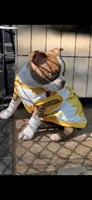 Reese-AKC, a female Boston Terrier for sale in Konawa, OK – 4 of 9