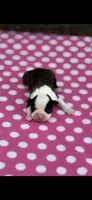 Marley-AKC, a female Boston Terrier for sale in Konawa, OK – 3 of 5