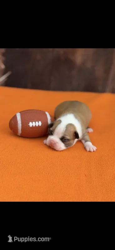 Bandit-AKC – Boston Terrier puppy for sale in Konawa, OK
