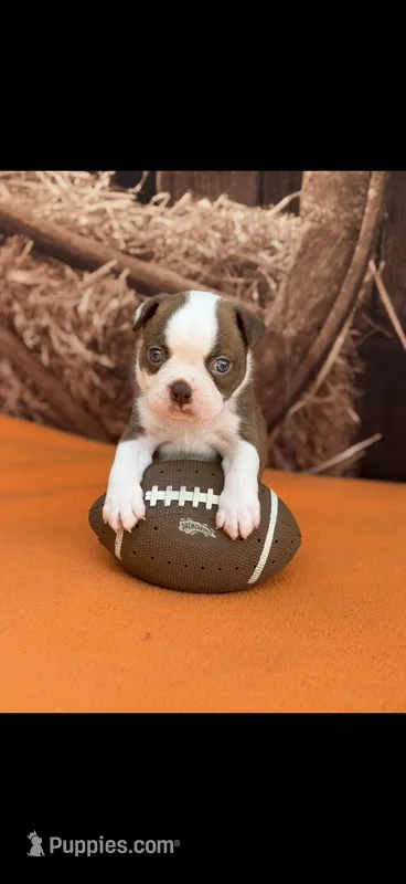 Coco-AKC – Boston Terrier puppy for sale in Konawa, OK
