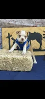 Oliver-AKC, a male Boston Terrier for sale in Konawa, OK – 8 of 10
