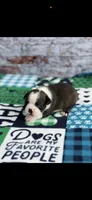 Jase-AKC, a male Boston Terrier for sale in Konawa, OK – 6 of 10