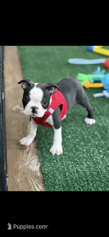 Bolt-AKC – Boston Terrier puppy for sale in Konawa, OK