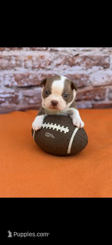Tucker-AKC – Boston Terrier puppy for sale in Konawa, OK
