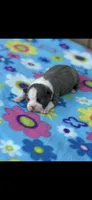 Jasmine-AKC, a female Boston Terrier for sale in Konawa, OK – 3 of 6