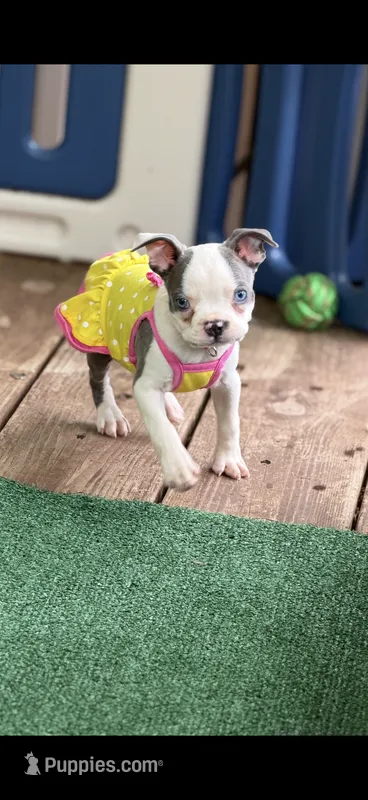 Emma-AKC – Boston Terrier puppy for sale in Konawa, OK