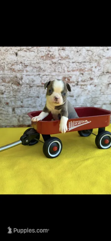 Jesse-AKC – Boston Terrier puppy for sale in Konawa, OK